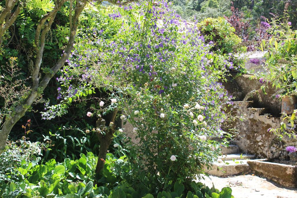 Quinta De Sao Tadeu Ξενοδοχείο Σίντρα Εξωτερικό φωτογραφία